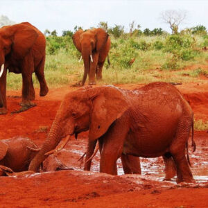 4-days Tsavo East & Tsavo West National Parks