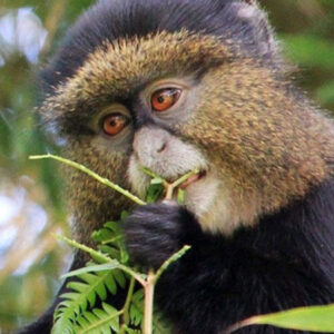 6 DAYS PRIMATE SAFARI IN RWANDA