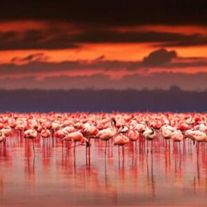 3-Days Lake Nakuru & Lake Naivasha Safari Adventure